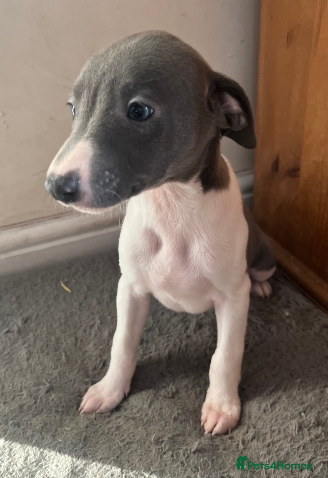 Whippet dogs for sale: Stunning blue bred whippet pups - Image 2