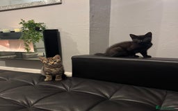 Mixed Breed cats for sale: Two kittens  - Image 1