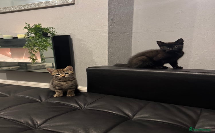 Mixed Breed cats - Advert 15