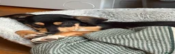 Mixed Breed dogs for adoption: Chrissie  in Newton Abbot - Advert 2