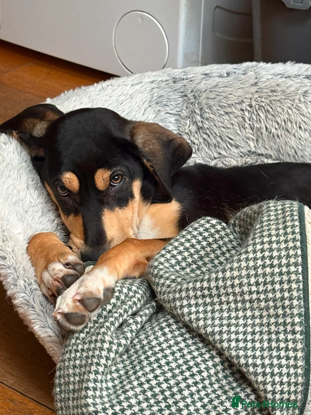 Mixed Breed dogs for adoption: Chrissie  in Newton Abbot - Advert 2