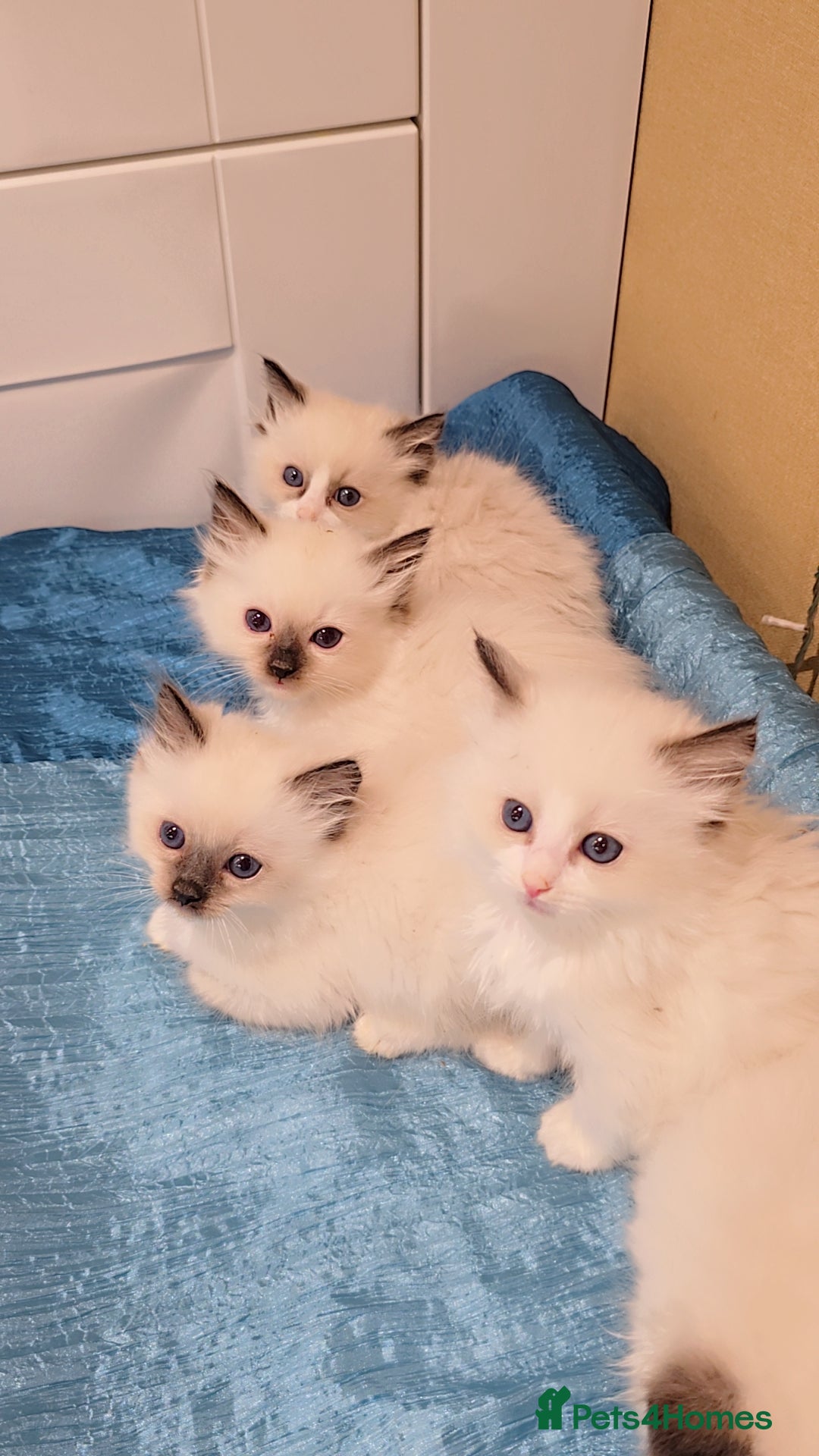 Ragdoll cats for sale: TICA REGISTERED KITTENS/Active - Advert 2