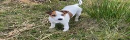Parson Russell dogs for sale: Parson Russell Terrier - Advert 3