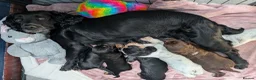 Cocker Spaniel dogs for sale: Working cocker spaniel pups 1 black girl - Advert 8