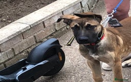 Mixed Breed dogs for sale: Belgian malinois cross staffy pups in Doncaster - Image 13