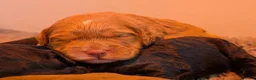 Cockapoo dogs for sale: F1 Miniature Cockapoo Pups, Health Tested Parents - Advert 4