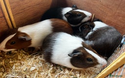 Guinea Pig rodents for sale: Dutch Sows/girls - Image 15