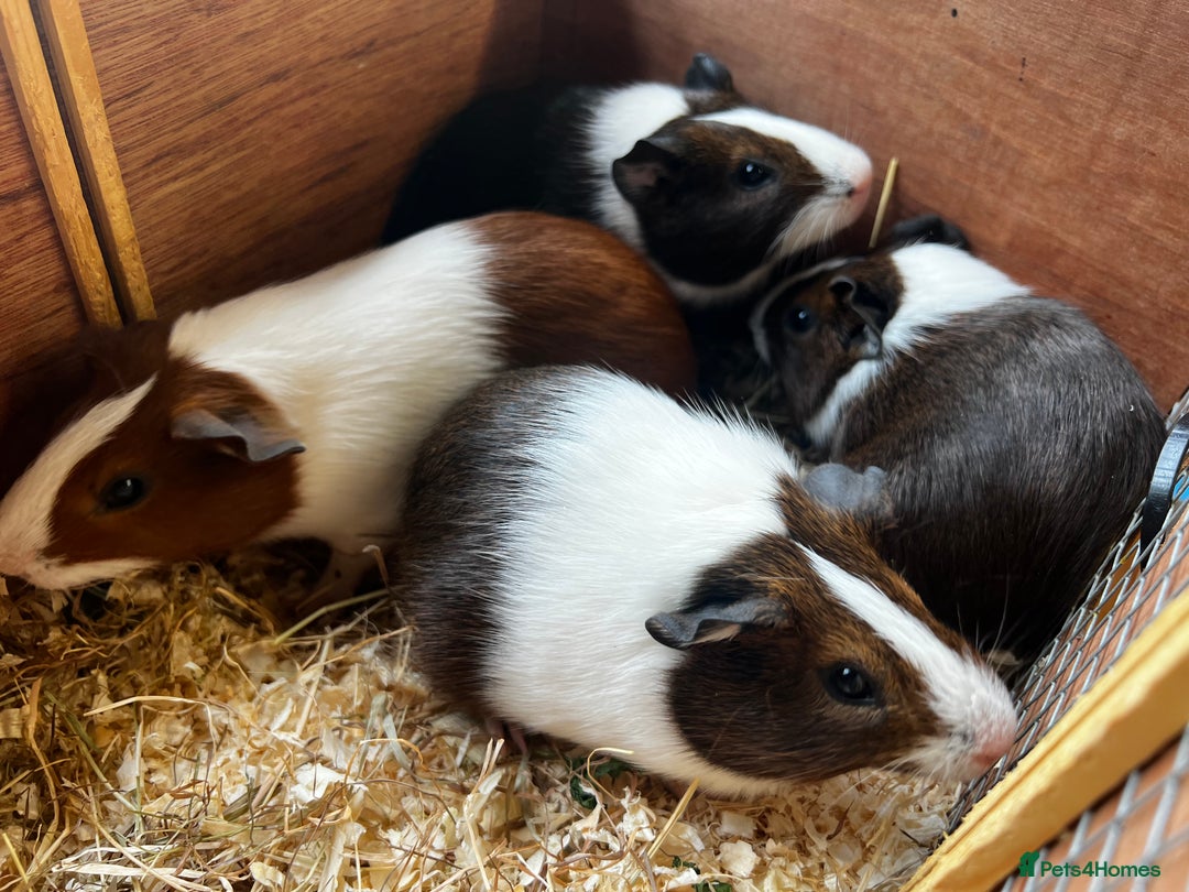 Guinea Pig rodents for sale: Dutch Sows/girls - Image 15