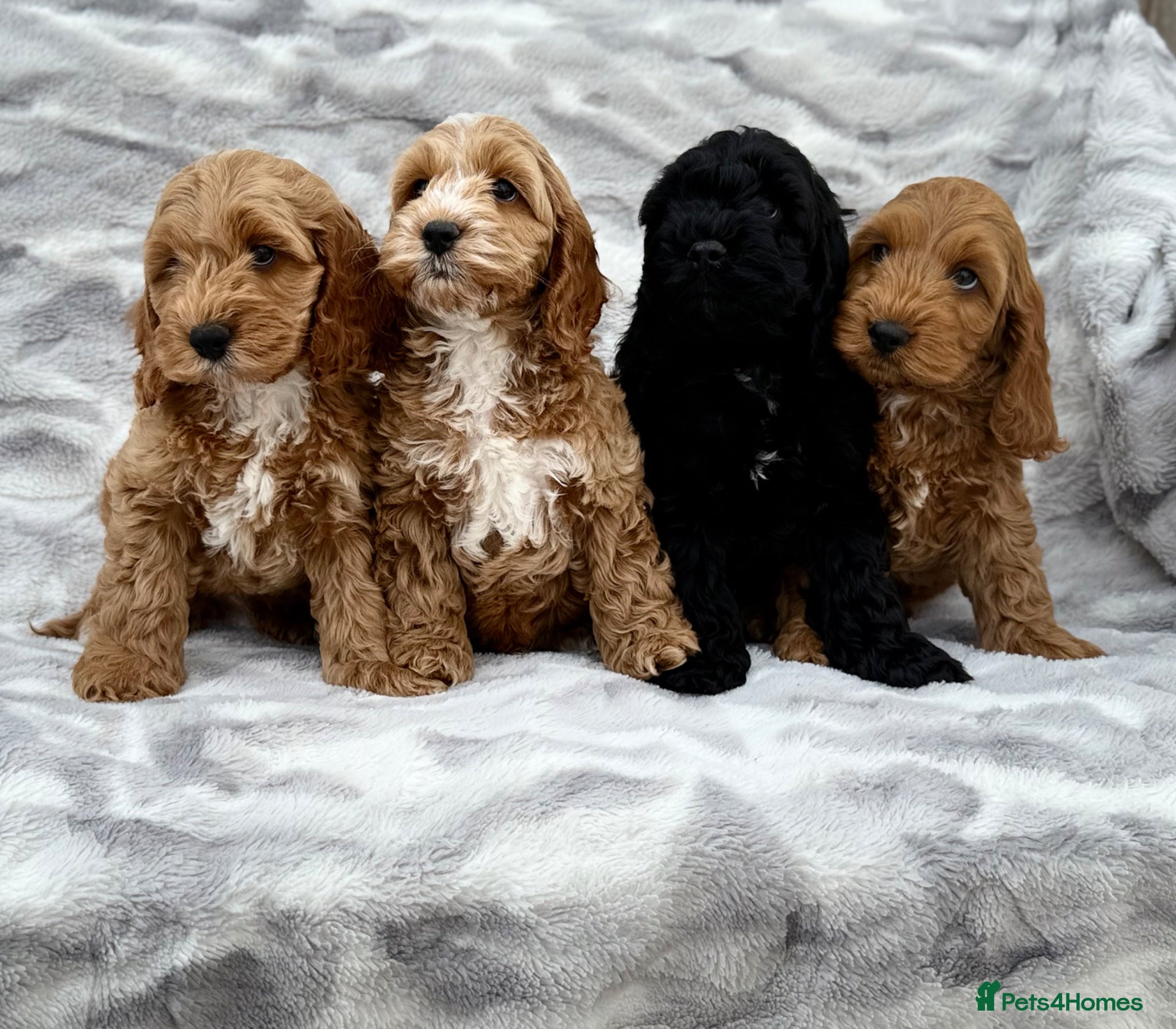 Cockapoo dogs F1 cockapoo puppies 💕READY NOW💕 - Advert 6