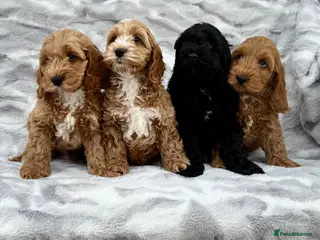 Cockapoo dogs F1 cockapoo puppies 💕READY NOW💕 - Advert 6