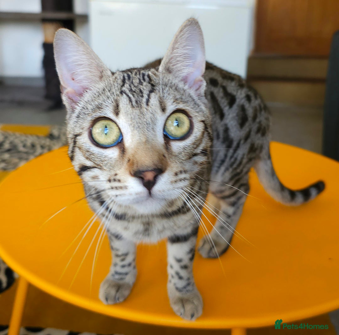 Bengal cats for sale: Gorgeous Brown Rosetted Boy Available  - Advert 12