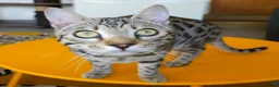 Bengal cats for sale: Gorgeous Brown Rosetted Boy Available  - Advert 12