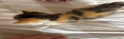 Mixed Breed cats for sale: Beautiful kittens for sale - Advert 5