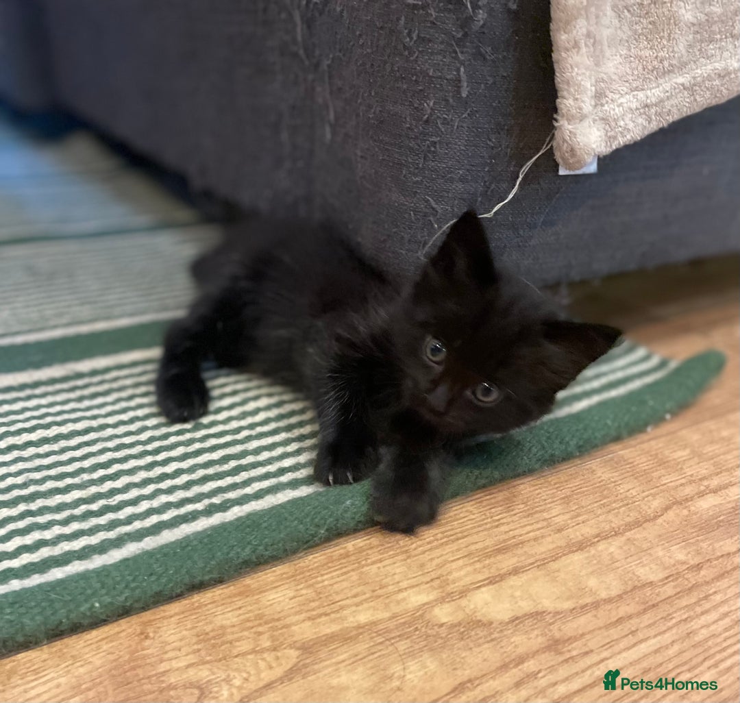 Ragdoll cats for sale: Half Ragdoll KITTENS - Image 6