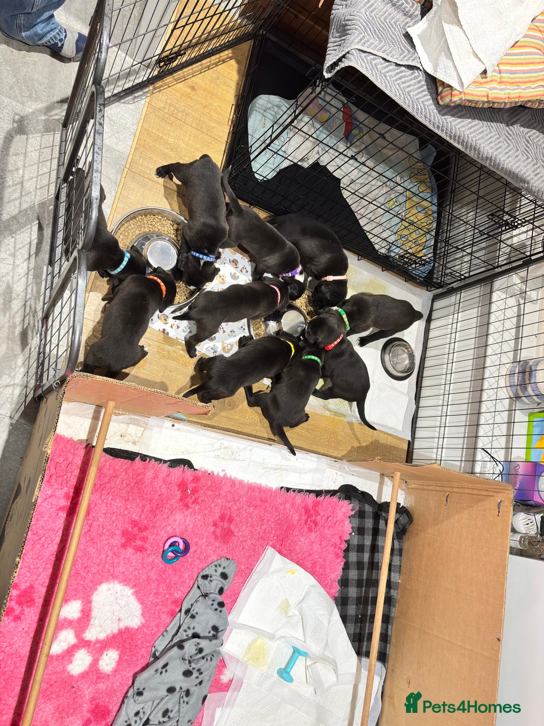 Mixed Breed dogs for sale: Labrador cross pups for sale (staffadors) - Image 8