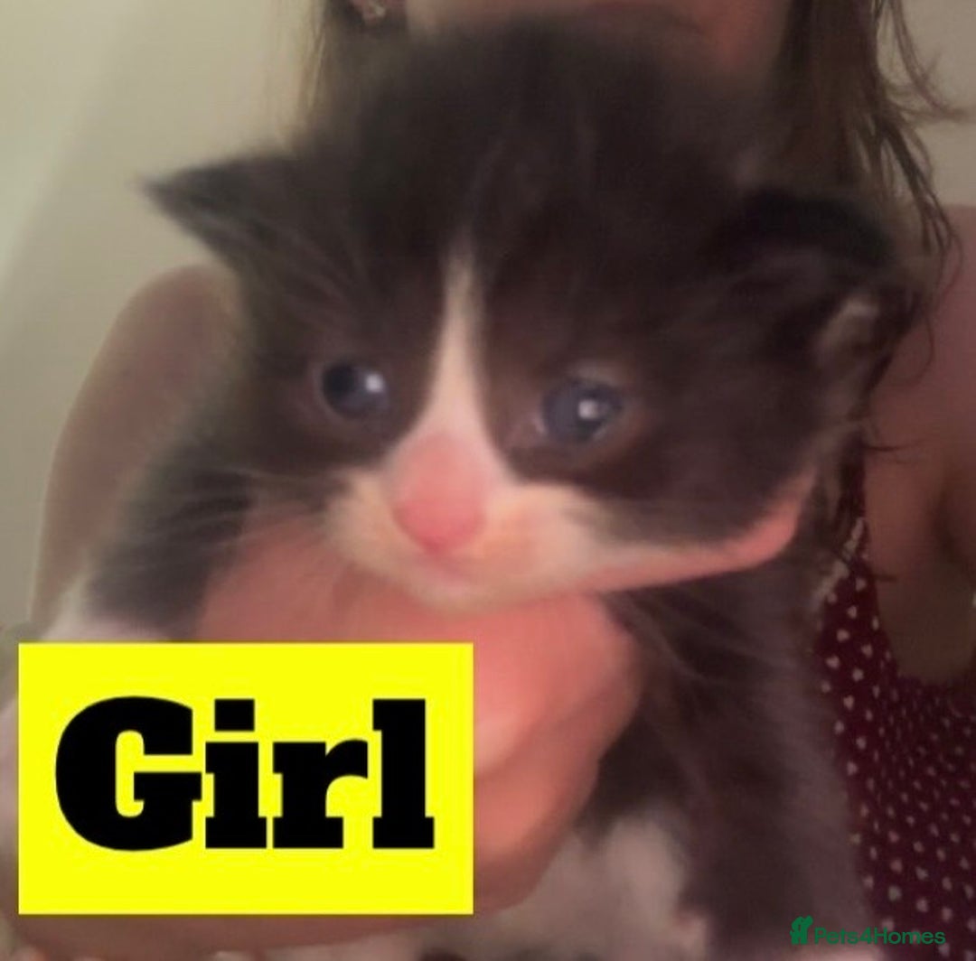 Mixed Breed cats for sale: Black and white kittens  - Image 4
