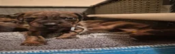 Mixed Breed dogs for sale: Gorgeous lil puppies - Advert 10