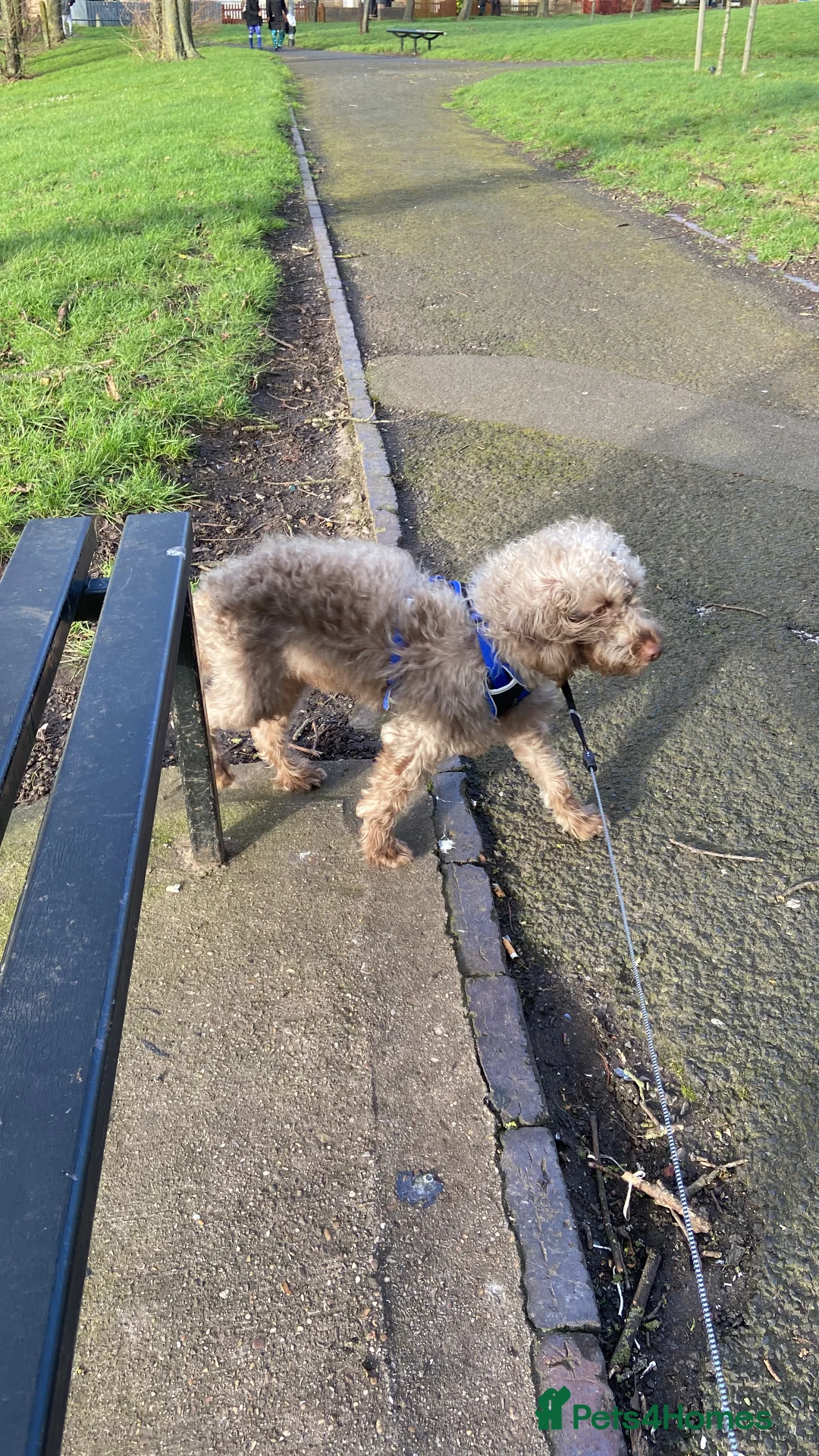 Cockapoo dogs for stud: *FOR STUD* Male Cockapoo - Advert 10