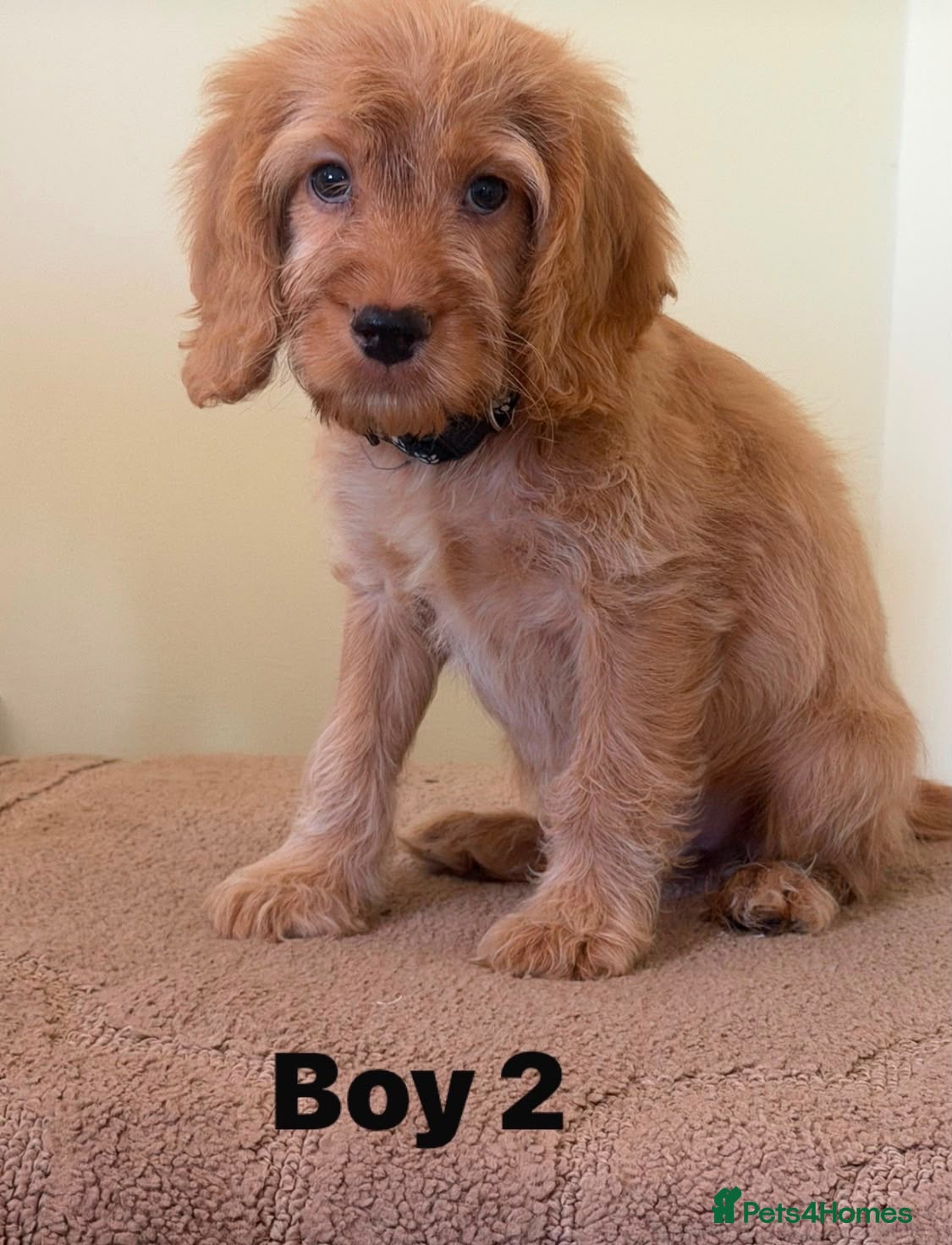 Cockapoo dogs OUTSTANDINGADORABLE F1 SHOW TYPE COCKAPOO - Advert 3
