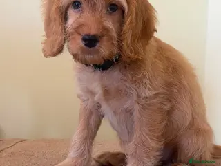 Cockapoo dogs OUTSTANDINGADORABLE F1 SHOW TYPE COCKAPOO - Advert 3