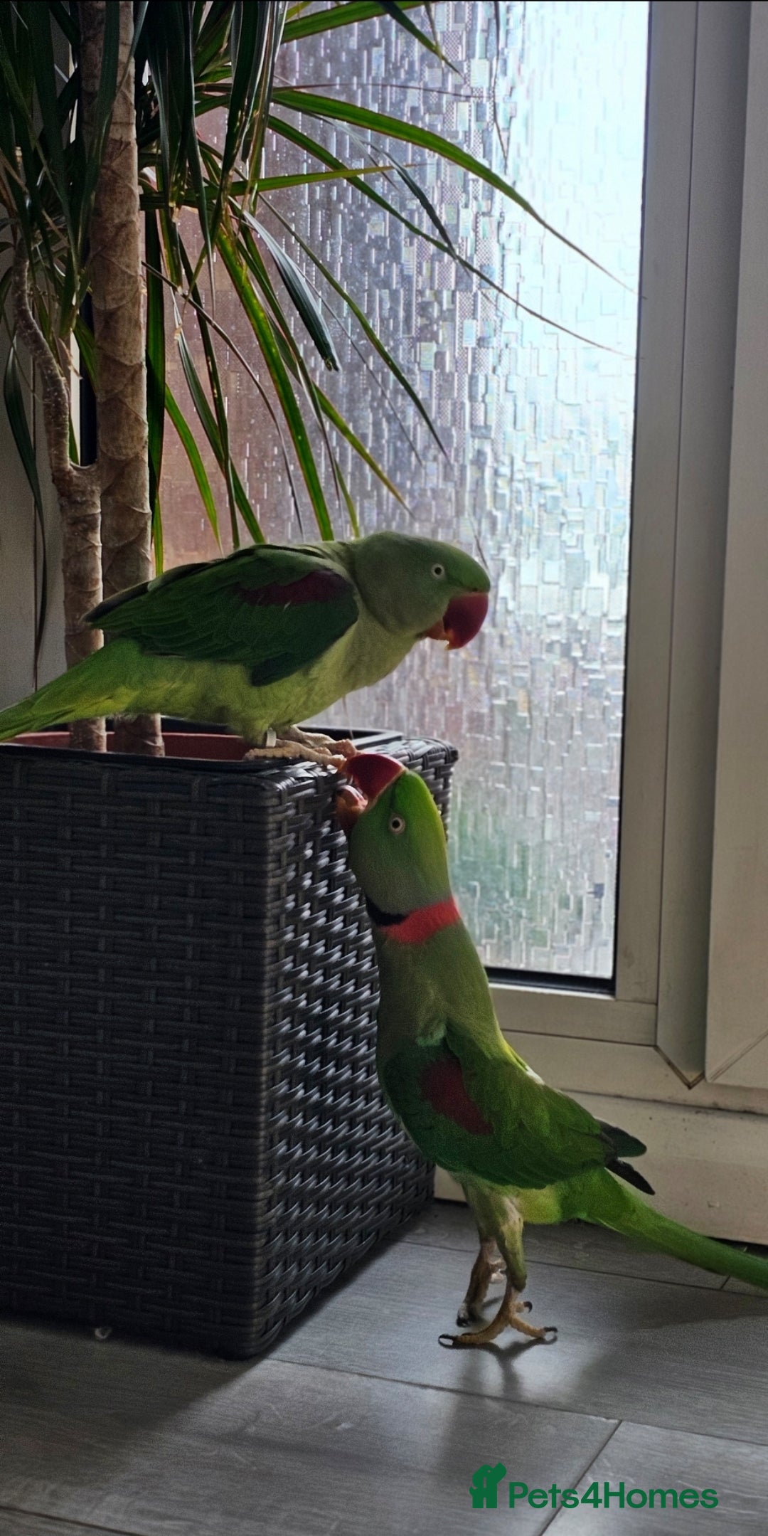 Parrots birds for sale: Alexandrine couple - Image 2
