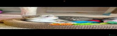 British Shorthair 2 Oscar