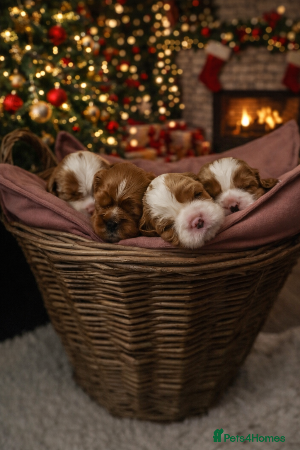 Cavalier King Charles Spaniel dogs CKCS Puppies - KC Registered and Health Tested - Advert 15