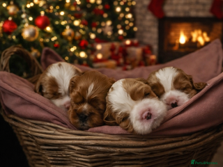 Cavalier King Charles Spaniel dogs CKCS Puppies - KC Registered and Health Tested - Advert 15