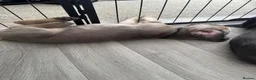 Cane Corso dogs for sale: Cane corso puppies🐶🐾 - Advert 11