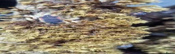 Isopods invertebrates for sale: Ember bee Isopods  - Advert 5