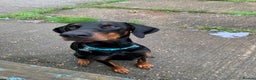 Dobermann dogs for stud: Stunning Top Quality Pedigree Dobermann in Huddersfield - Advert 4