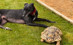 Tortoise reptiles for sale: Leopard Tortoise - Image 2
