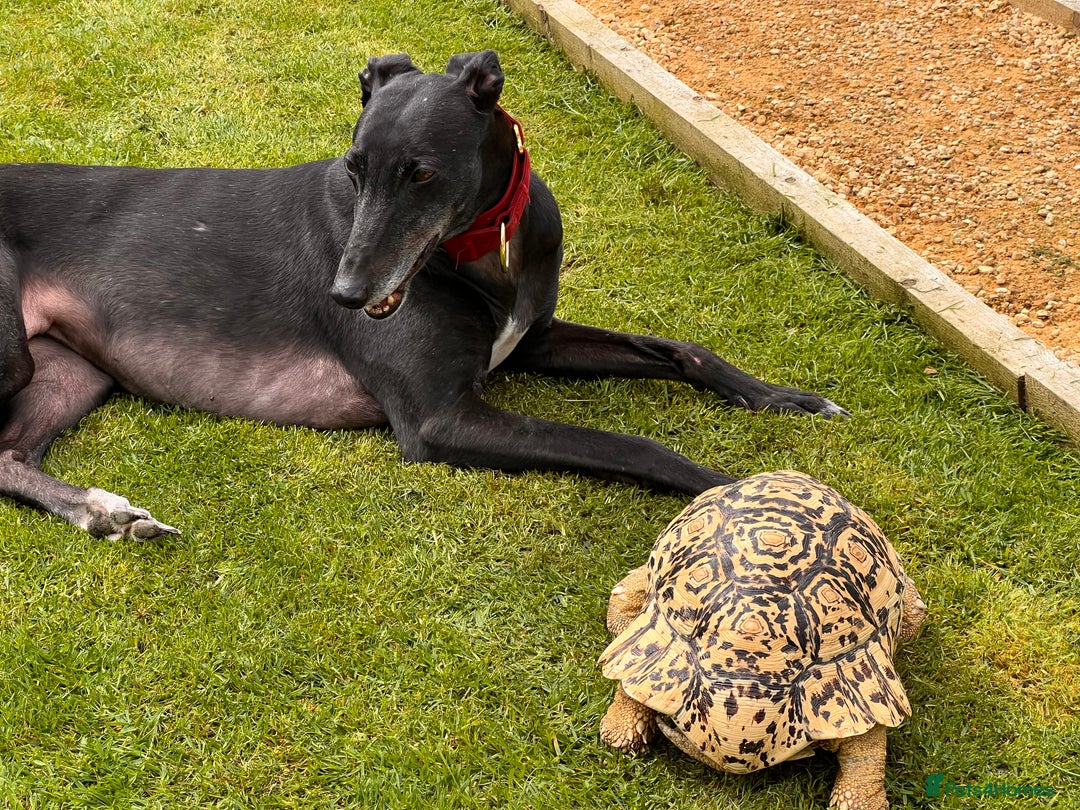 Tortoise reptiles for sale: Leopard Tortoise - Image 2