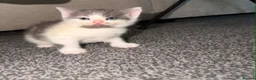 British Shorthair cats for sale: British short hair kittens in Batley - Advert 7