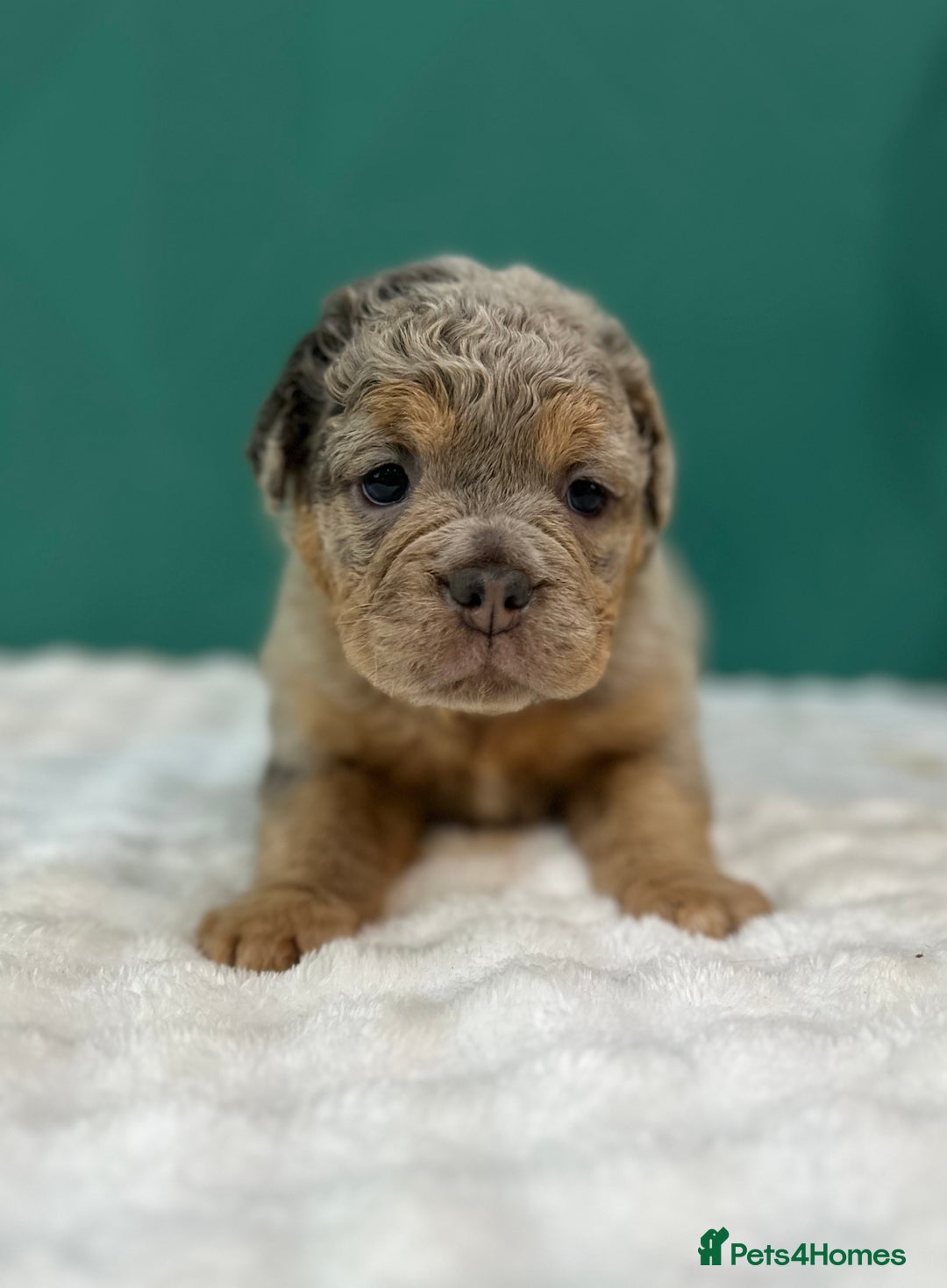 Old Tyme Bulldog dogs for sale: 5 Gorgeous olde bulldogs  - Advert 1