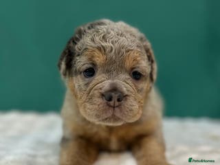 Old Tyme Bulldog dogs 5 Gorgeous olde bulldogs - Advert 2