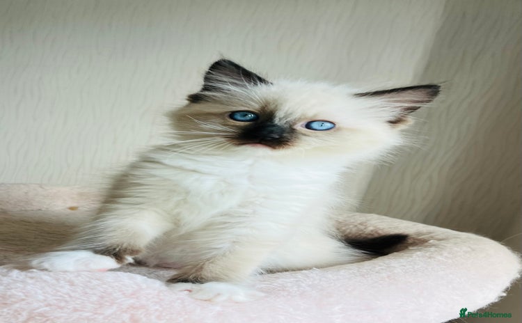 Ragdoll cats - Advert 16