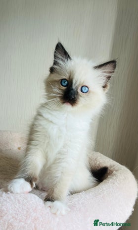 Ragdoll cats - Advert 16