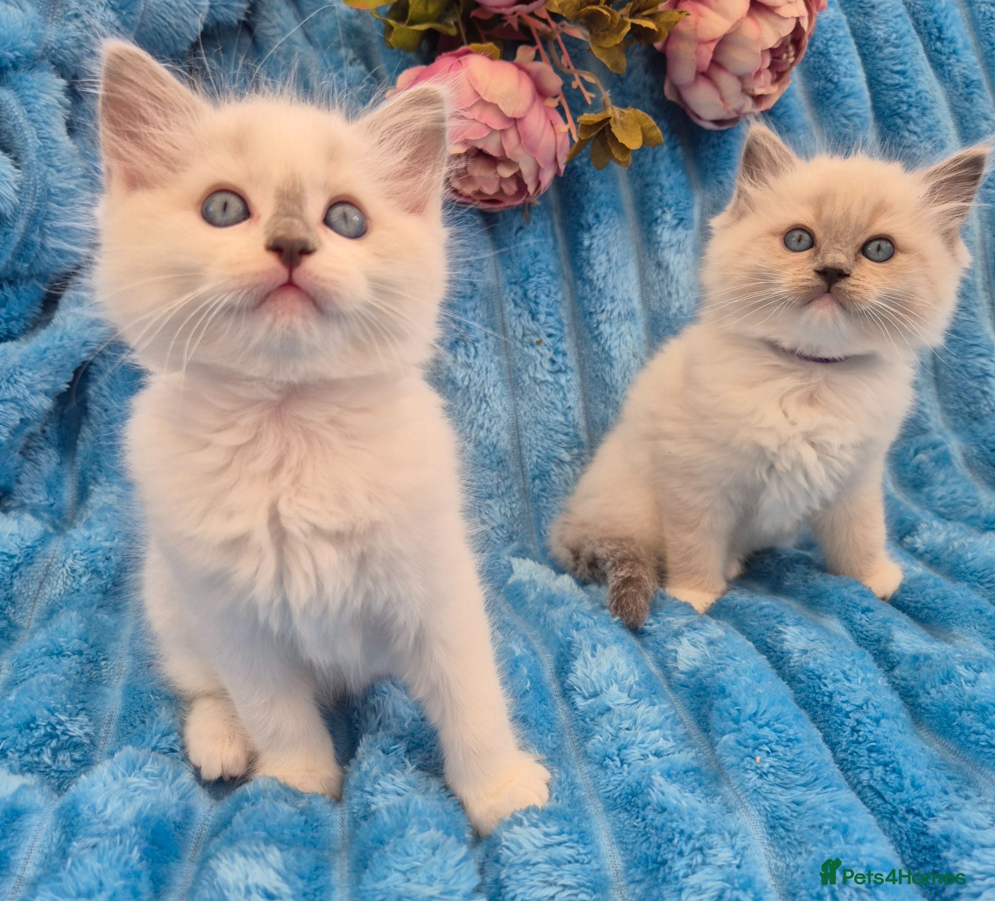 Ragdoll cats Ragdall Gccf Bicolour/Mitted ChampionBloodlines - Advert 4