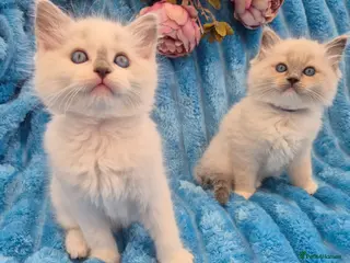 Ragdoll cats Ragdall Gccf Bicolour/Mitted ChampionBloodlines - Advert 5