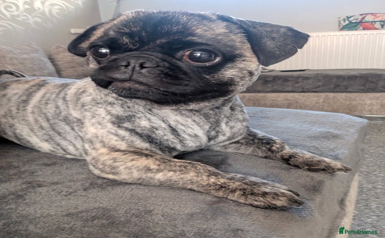 Mixed Breed dogs - Advert 4