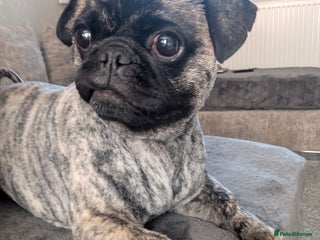 Mixed Breed dogs - Advert 23