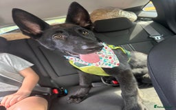 German Shepherd dogs for sale: GERMAN SHEPHERD BOY 6 MONTHS OLD IN SCARBOROUGH  - Image 2