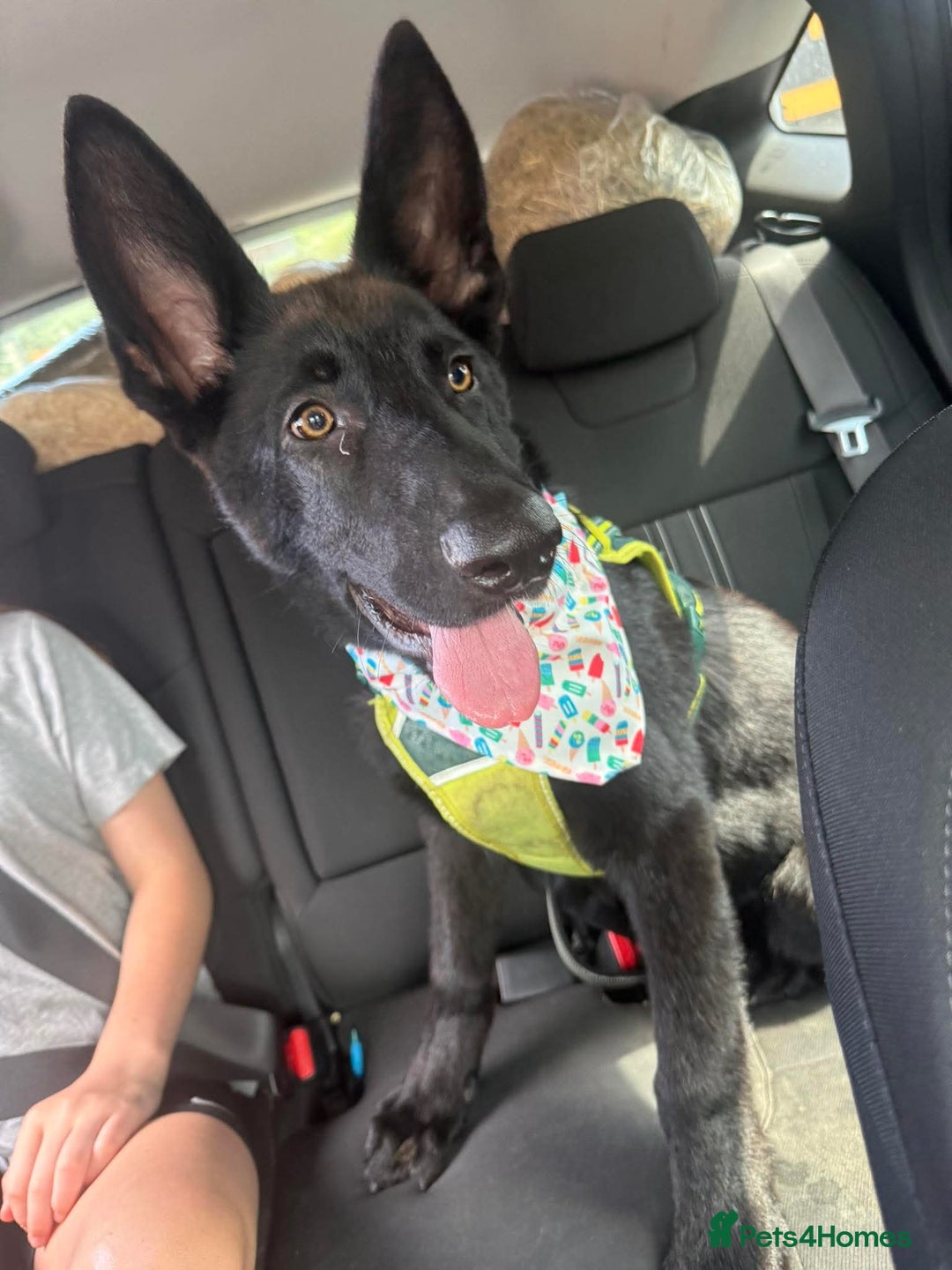 German Shepherd dogs for sale: GERMAN SHEPHERD BOY 6 MONTHS OLD IN SCARBOROUGH  - Image 2