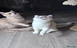 Scottish Fold cats for sale: Scottish fold and Scottish straight Tica pedigree  in Croydon - Image 17
