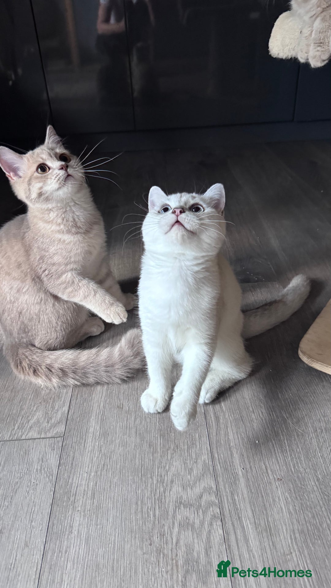 Scottish Fold cats for sale: Scottish fold and Scottish straight Tica pedigree  in Croydon - Image 17