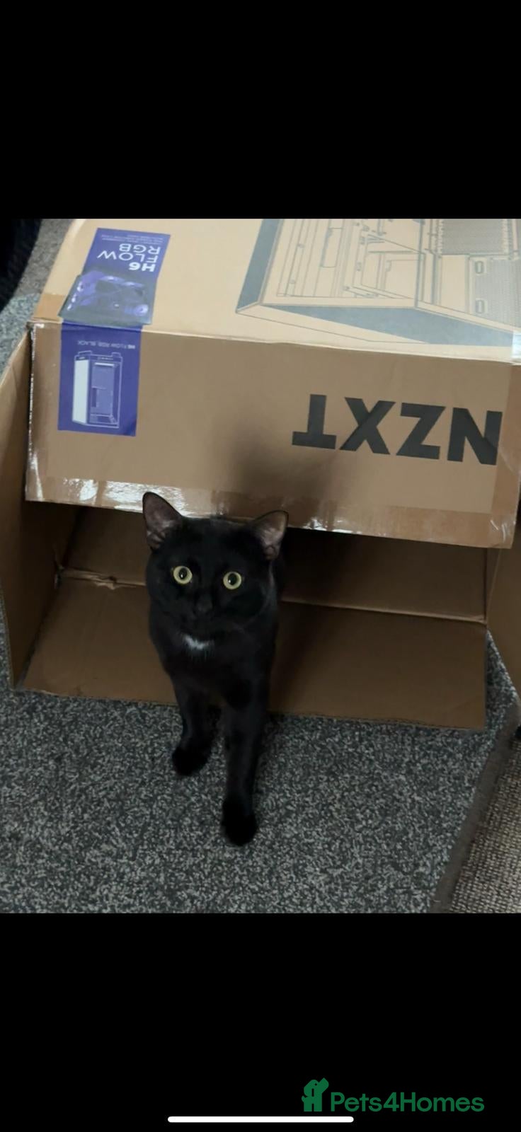 Mixed Breed cats Brothers looking for loving home  - Advert 17