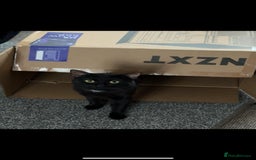 Mixed Breed cats for sale: Brothers looking for loving home  - Image 1