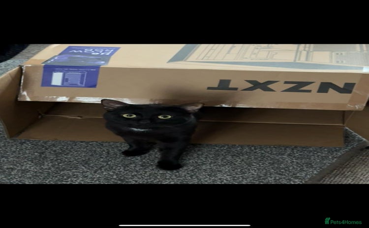 Mixed Breed cats - Advert 1