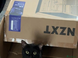 Mixed Breed cats - Advert 5